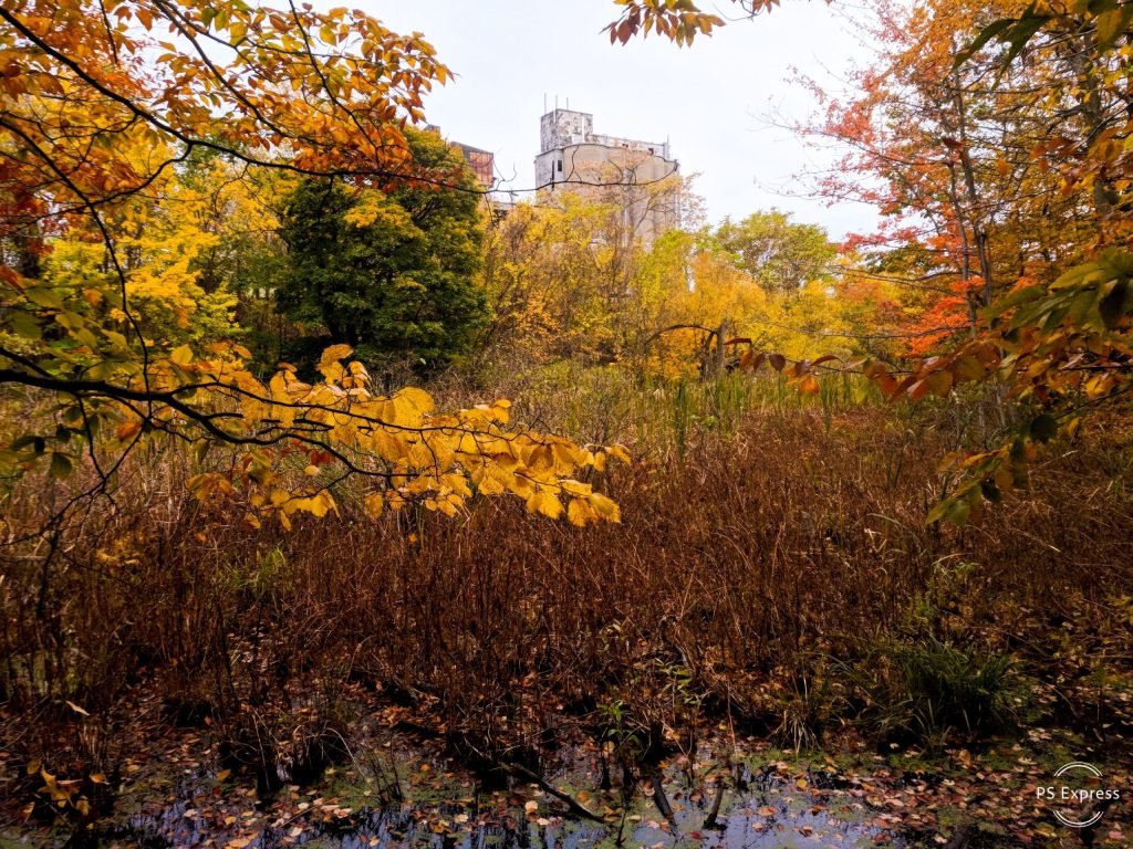 Autumn foliage framing a marshy pond, with a tall concrete industrial building rising beyond the trees